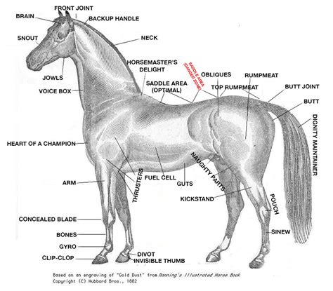 horse cock facts|Understanding Horse Anatomy: Exploring The Size Of A Horse’s ...